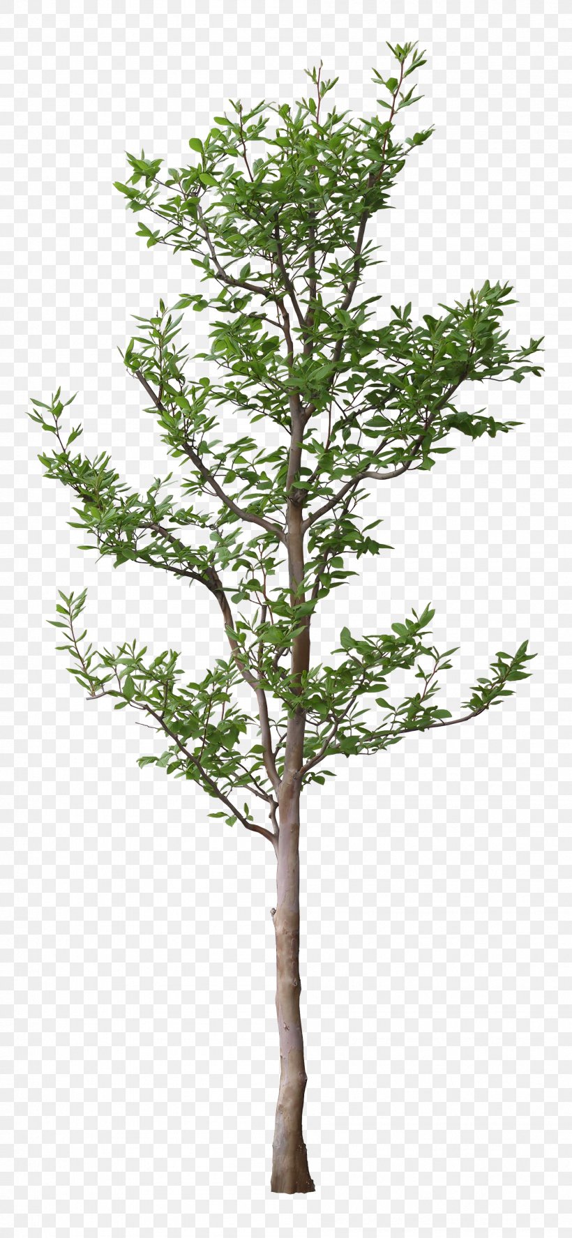 Tree Leaf Branch, PNG, 1901x4116px, 3d Computer Graphics, Tree, Branch, Flowerpot, Houseplant Download Free