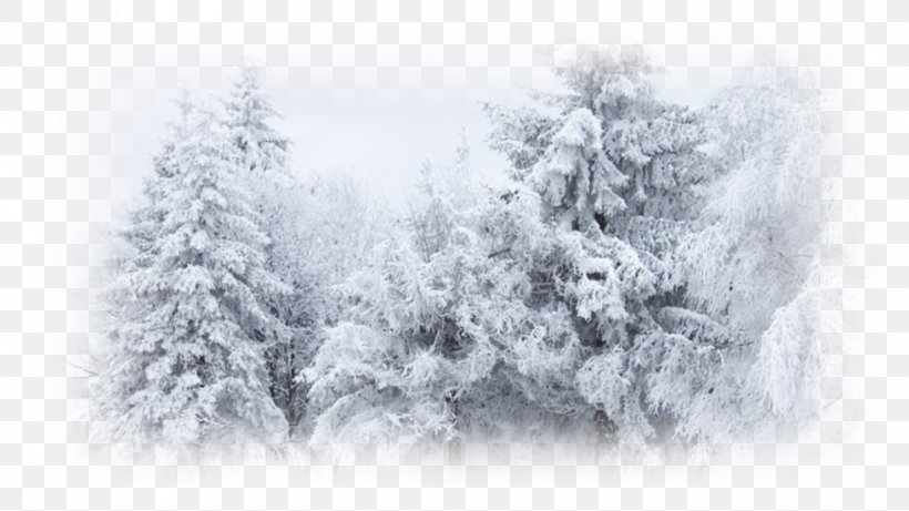 Winter Snow Desktop Wallpaper Cold, PNG, 980x551px, Winter, Black And White, Blizzard, Branch, Cold Download Free