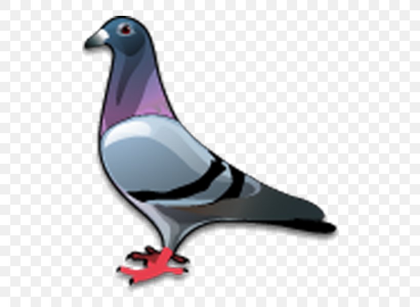 Columbidae Rock Dove Bird Bald Eagle, PNG, 600x600px, Columbidae, Bald Eagle, Beak, Bird, Columbiformes Download Free