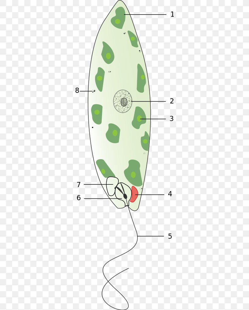Eyespot Apparatus Chloroplast Unicellular Organism Photosynthesis Euglenoids, PNG, 325x1022px, Chloroplast, Area, Cell, Euglena, Euglena Viridis Download Free