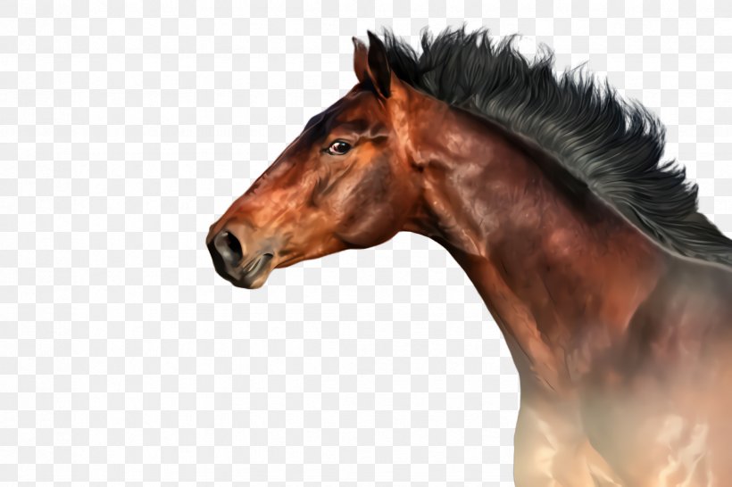 Horse Mane Sorrel Mustang Horse Head, PNG, 2448x1632px, Horse, Head, Mane, Mare, Mustang Horse Download Free