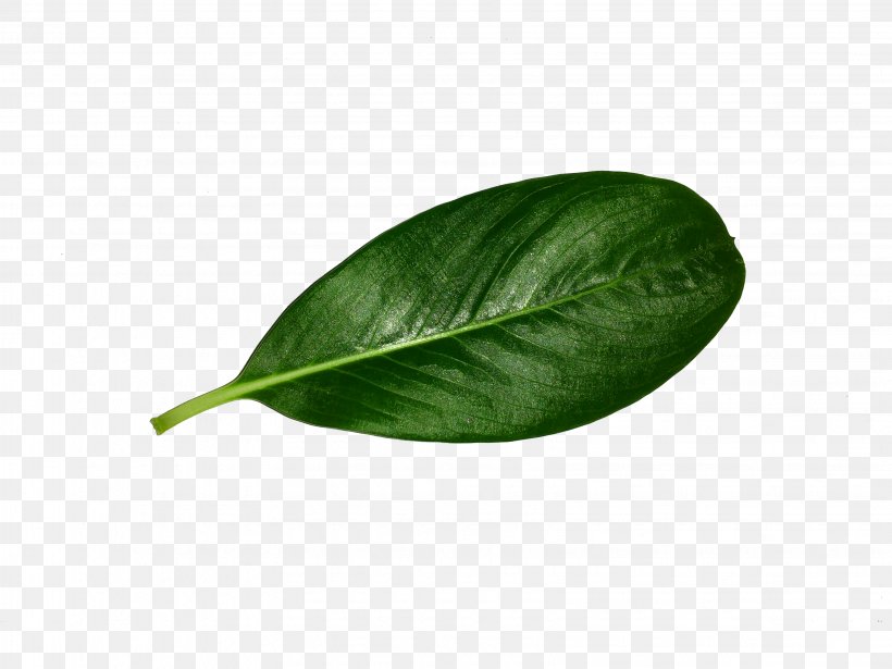 Leaf, PNG, 3264x2448px, Leaf, Plant Download Free