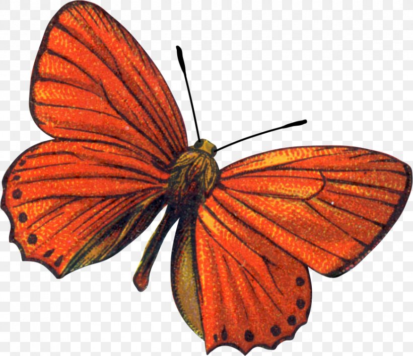 Monarch Butterfly Insect Scarce Copper Clip Art, PNG, 869x751px, Monarch Butterfly, Apollo, Arthropod, Brush Footed Butterfly, Butterflies And Moths Download Free