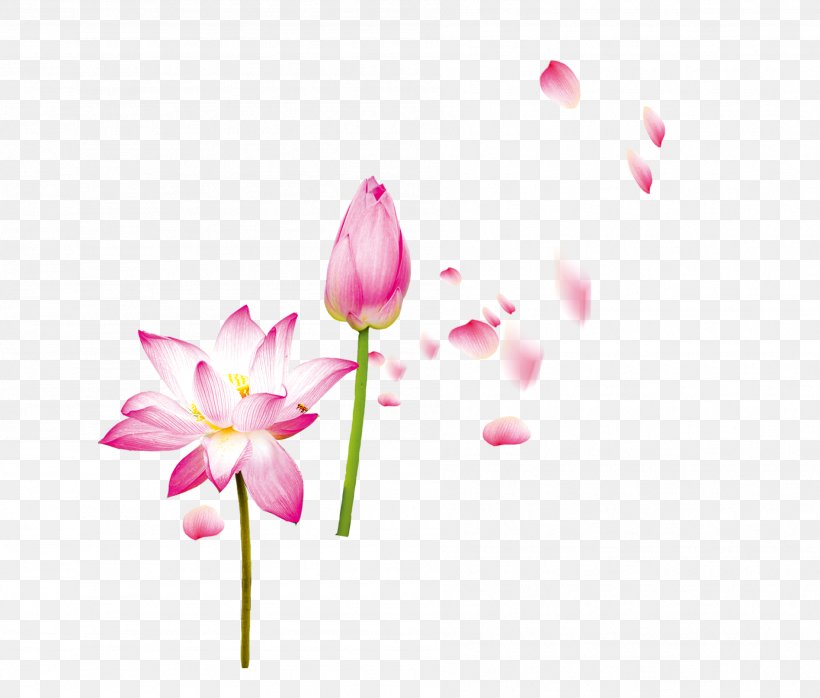Petal Flower Nelumbo Nucifera, PNG, 1896x1614px, Flower, Blossom, Flora, Floral Design, Floristry Download Free