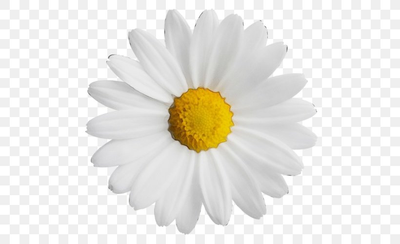 Common Daisy Clip Art Image Vector Graphics, PNG, 500x500px, Common Daisy, Aster, Asterales, Camomile, Chamaemelum Nobile Download Free