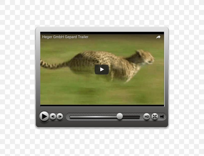Video Cat Technology Multimedia, PNG, 1100x843px, Video, Cat, Cat Like Mammal, Fauna, Mammal Download Free