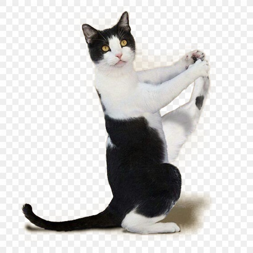 Yoga Cats: The Purrfect Workout Kitten Yoga Dogs, PNG, 2000x2000px, Cat, Adho Mukha U015bvu0101nu0101sana, Aegean Cat, American Wirehair, Asana Download Free