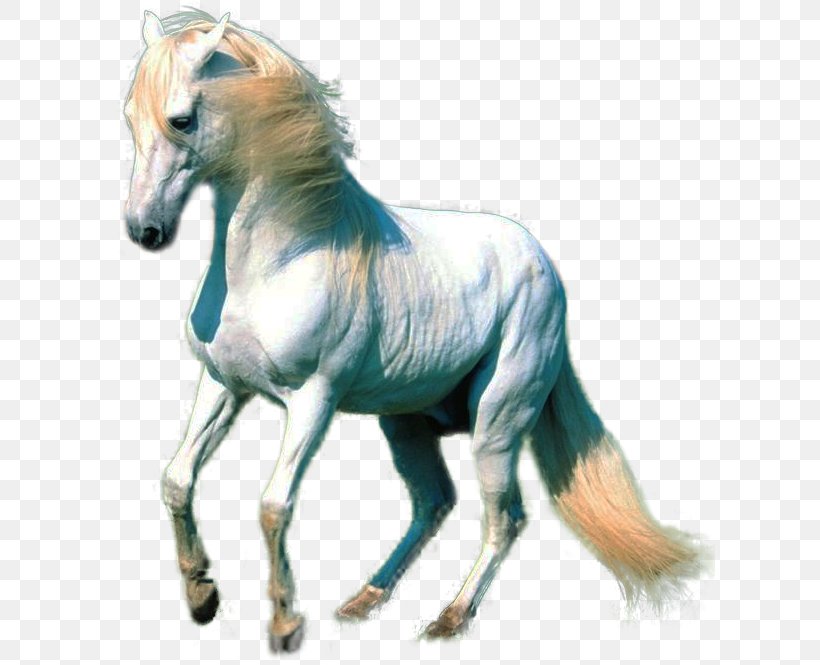 American Paint Horse Akhal-Teke White Horse, PNG, 610x665px, American Paint Horse, Akhalteke, Alpha Compositing, Animal, Black Download Free