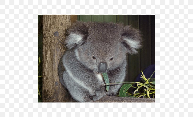 Baby Koala Taronga Zoo Sydney Koala Joeys Koala Hospital, PNG, 500x500px, Koala, Animal, Baby Koala, Bear, Cuteness Download Free