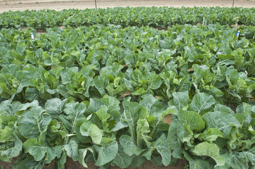 Brassica Leaf Vegetable Crop Plant Agriculture, PNG, 1800x1198px, Brassica, Agriculture, Cabbage Family, Cash Crop, Cauliflower Download Free