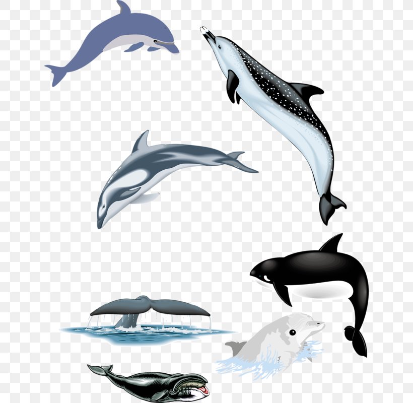 Common Bottlenose Dolphin Tucuxi Short-beaked Common Dolphin White-beaked Dolphin Wholphin, PNG, 644x800px, Common Bottlenose Dolphin, Automotive Design, Chilean Dolphin, Dolphin, Fauna Download Free