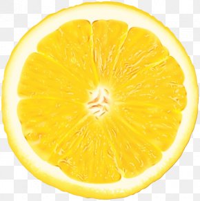 lemon slice png 1521x1920px watercolor citron citrus food fruit download free lemon slice png 1521x1920px