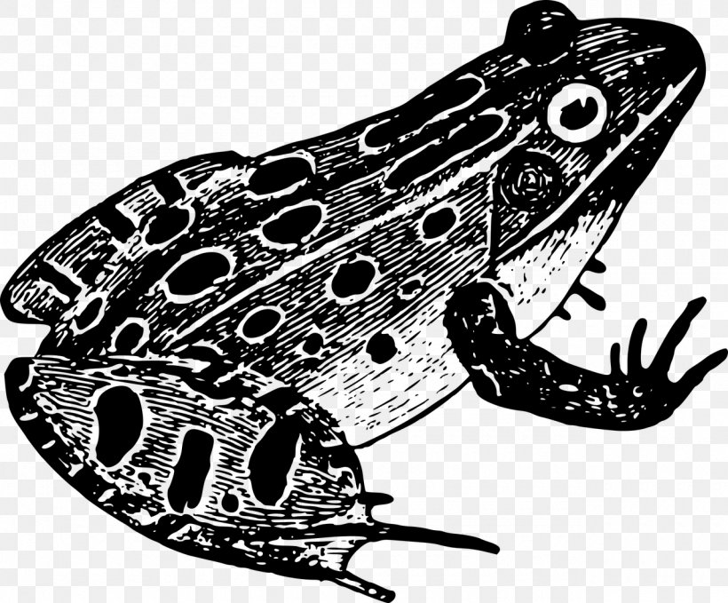 Leopard Frog Leopard Frog Clip Art, PNG, 1280x1060px, Frog, Amphibian, Art, Black And White, Cushion Download Free