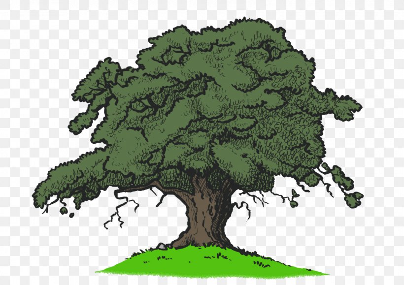 Quercus Kelloggii Drawing Tree, PNG, 1600x1131px, Quercus Kelloggii, Animation, Art, Cartoon, Color Download Free