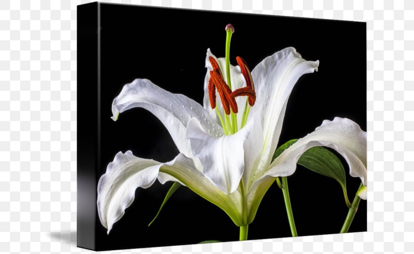 Still Life Painting Canvas Print Tiger Lily, PNG, 650x504px, Still Life, Art, Canvas, Canvas Print, Flora Download Free