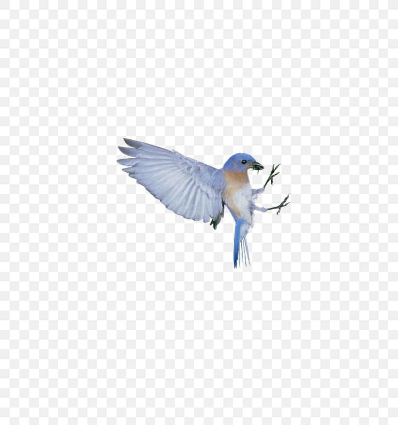 The Blue Bird Syndrome Happiness, PNG, 778x876px, Blue Bird, Beak, Bird, Blue, Blue Jay Download Free