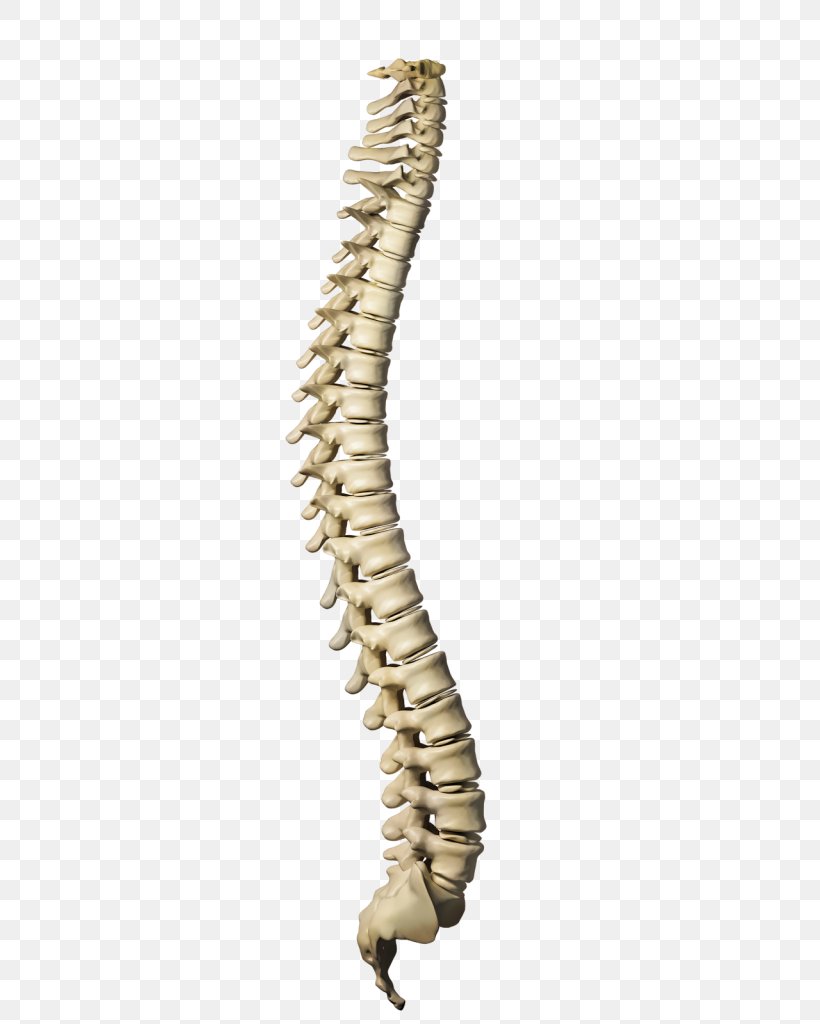 Vertebral Column Human Skeleton Stock Photography Human Body Illustration, PNG, 490x1024px, Vertebral Column, Anatomy, Beige, Bone, Fashion Accessory Download Free