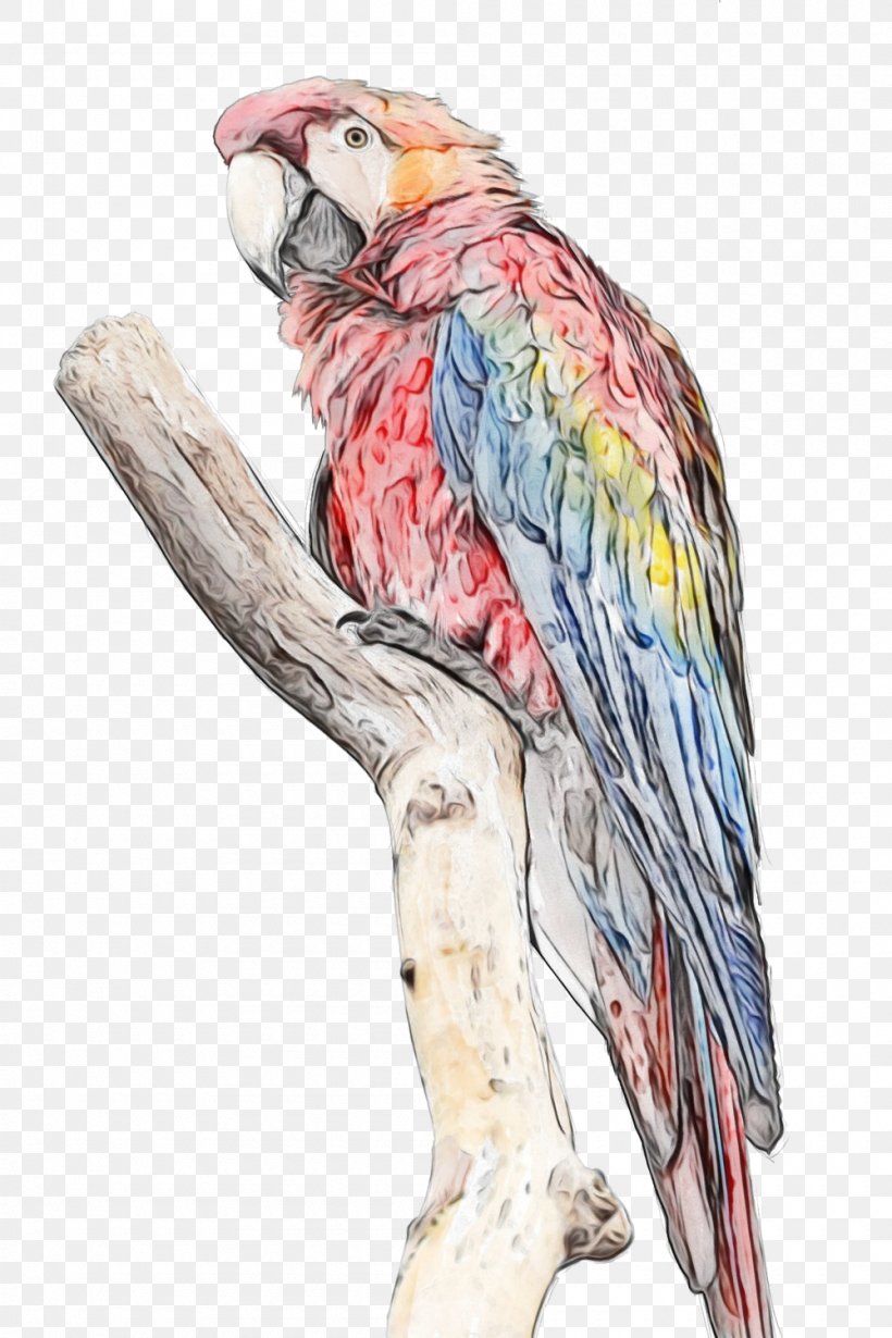 Watercolor Animal, PNG, 1000x1500px, Macaw, Animal, Beak, Bird, Blueandyellow Macaw Download Free
