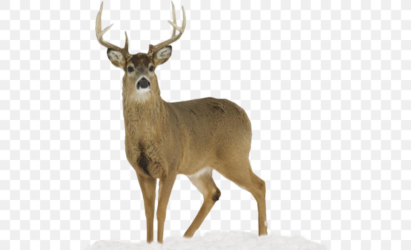 White-tailed Deer Apple Creek Whitetails Mule Deer Deer Hunting, PNG, 500x500px, Whitetailed Deer, Animal, Antler, Apple Creek Whitetails, Bear Download Free