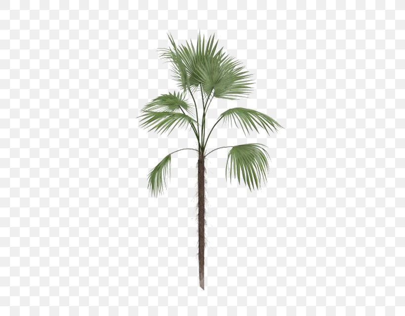 Arecaceae Tree Leaf Euclidean Vector, PNG, 640x640px, Arecaceae, Arecales, Borassus Flabellifer, Branch, Date Palm Download Free