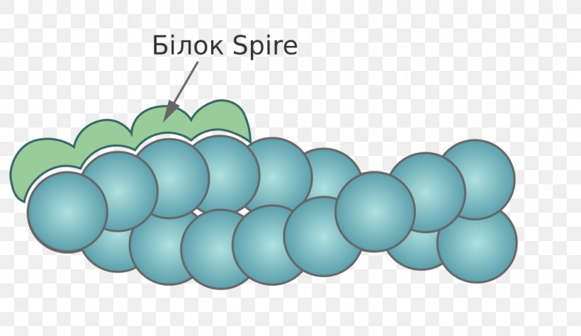 Нуклеація елементів цитоскелету Cytoskeleton Nucleation Polymerization Monomer, PNG, 1024x593px, Cytoskeleton, Atomic Nucleus, Cell Nucleus, Chemical Element, Limiting Factor Download Free