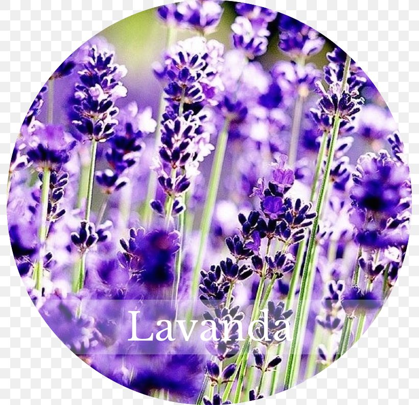 English Lavender French Lavender Perennial Plant Flower, PNG, 793x792px, English Lavender, Common Lilac, Cut Flowers, Flower, French Lavender Download Free
