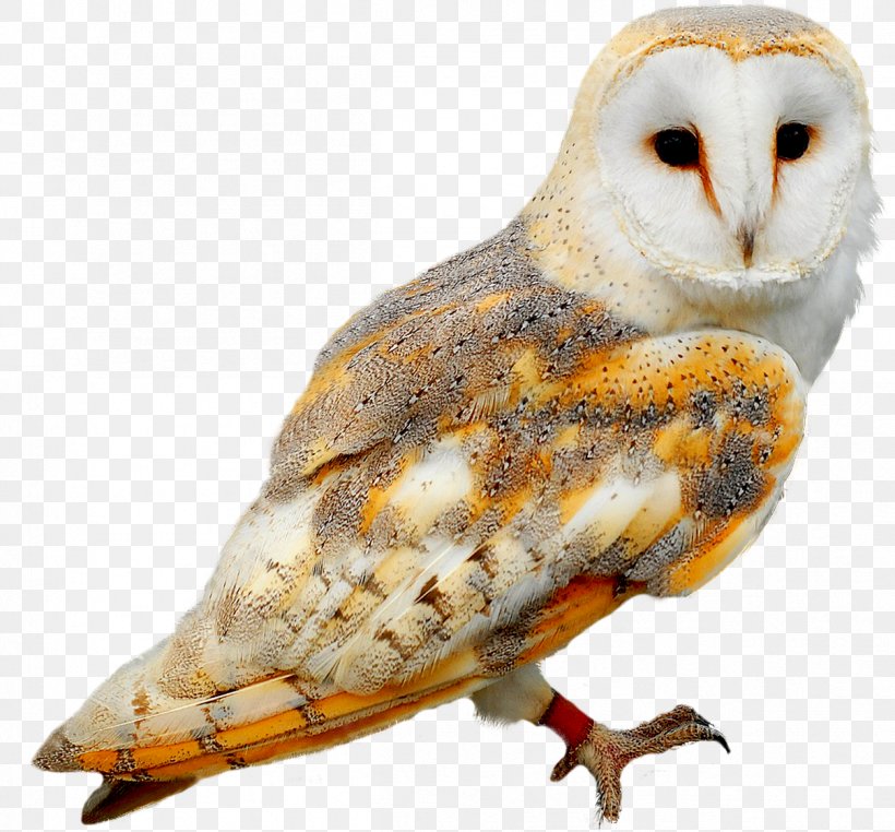Owl Bird Birthday Gift, PNG, 1207x1122px, Owl, Animation, Beak, Bird, Bird Of Prey Download Free