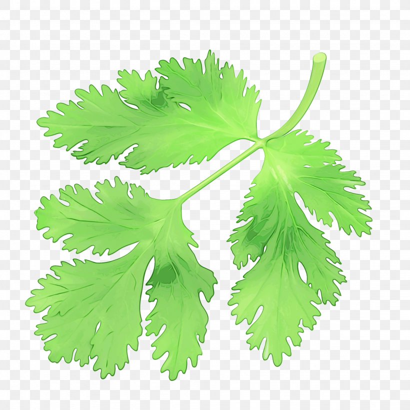 Parsley, PNG, 2048x2048px, Watercolor, Coriander, Flower, Flowering Plant, Herb Download Free