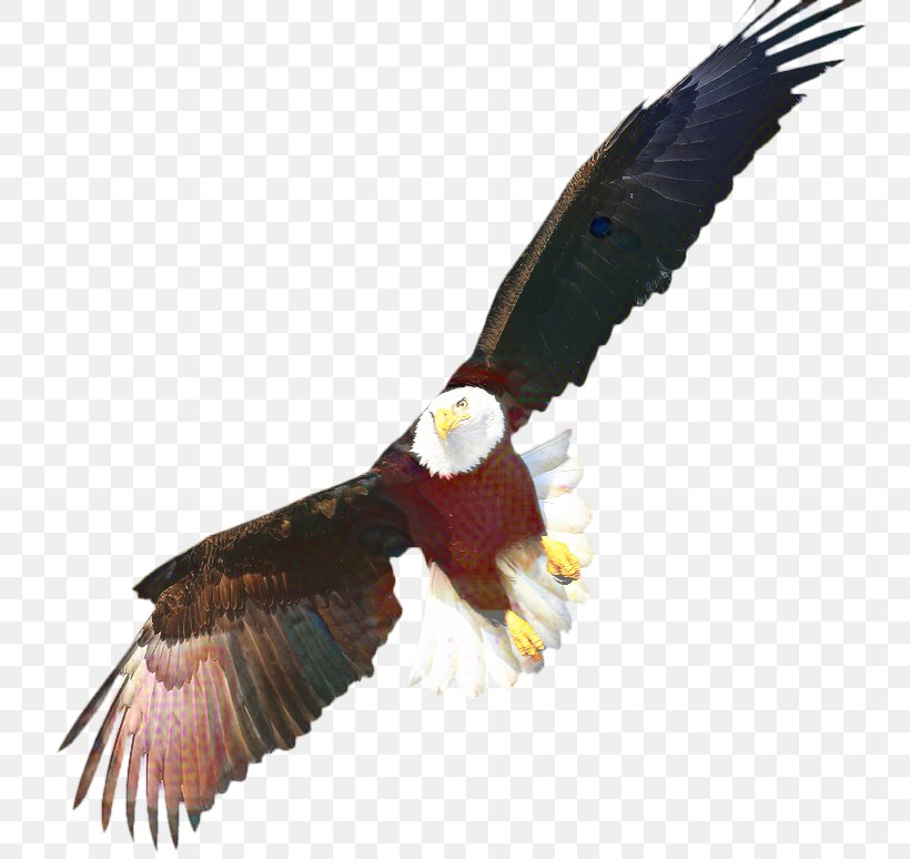 Sea Bird, PNG, 751x774px, Bald Eagle, Accipitridae, Beak, Bird, Bird Of Prey Download Free