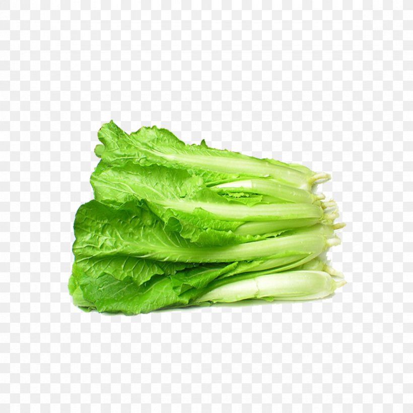 Bok Choy Napa Cabbage Chinese Cabbage Vegetable Canola, PNG, 2362x2362px, Bok Choy, Brassica, Brassica Rapa, Cabbage, Canola Download Free