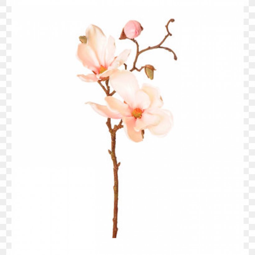 Branch Magnolia Macrophylla Twig Bud Leaf, PNG, 2000x2000px, Branch, Artificial Flower, Blossom, Bud, Cherry Blossom Download Free