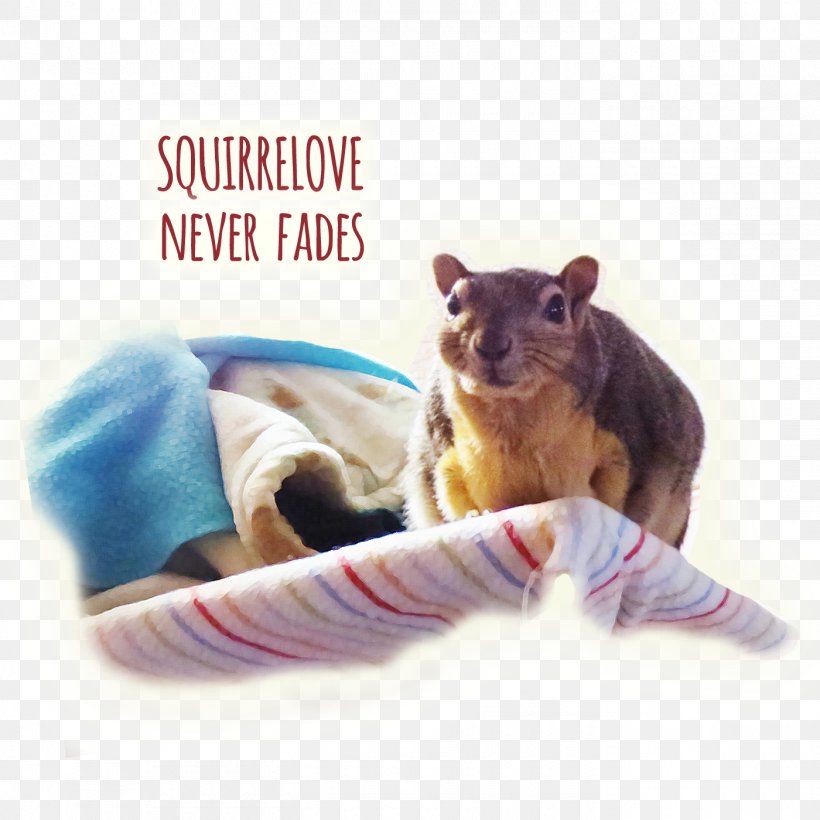 Squirrelove Rodent Nut Pie, PNG, 1400x1400px, Squirrel, Eating, Facebook Messenger, Fauna, Marsupial Download Free