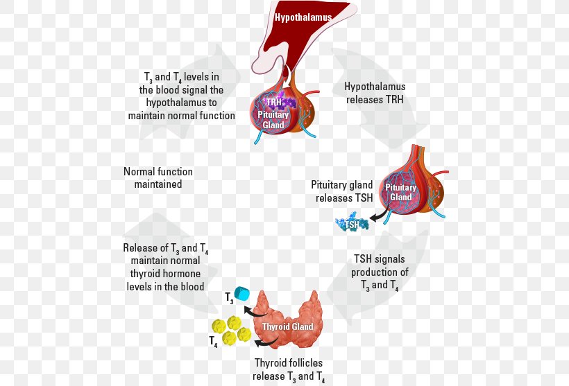 The Thyroid Gland Thyroid Hormones Metabolism, PNG, 475x557px, Thyroid Gland, Area, Brand, Calcium Metabolism, Diagram Download Free
