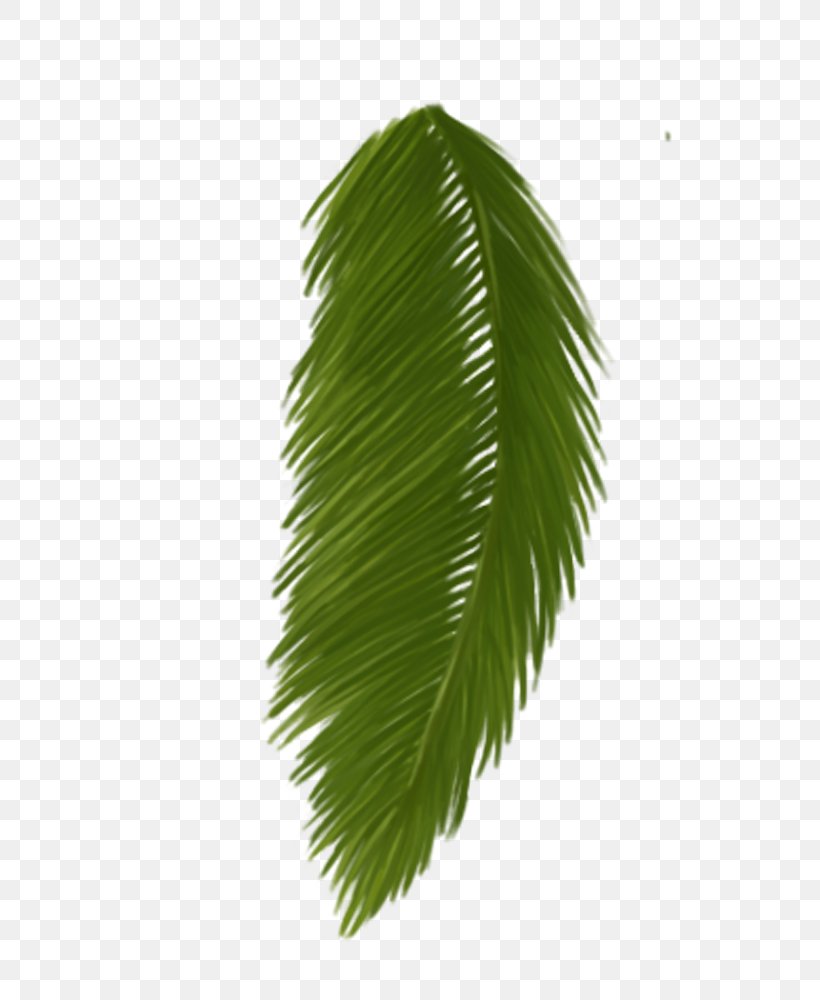 Asian Palmyra Palm Leaf Plant Stem Borassus, PNG, 625x1000px, Asian Palmyra Palm, Arecales, Borassus, Borassus Flabellifer, Leaf Download Free