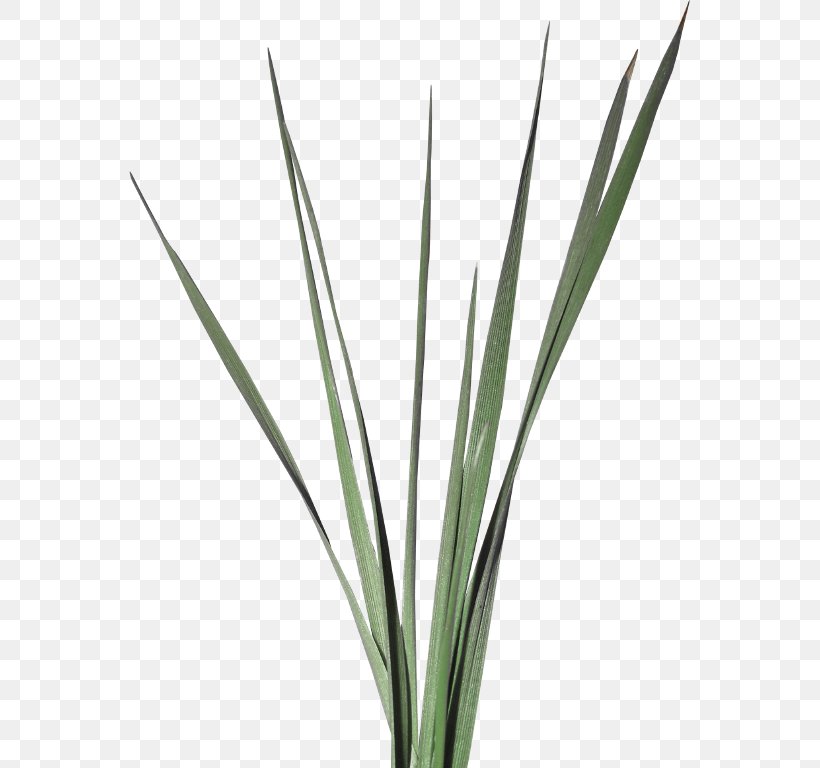 Blog Plant Stem Grass Week, PNG, 561x768px, Blog, Commodity, Garden, Grass, Grass Family Download Free