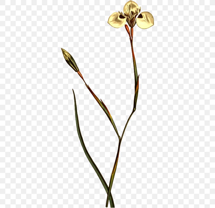 Botany Flower Drawings Illustration, PNG, 356x794px, Botany, Art, Branch, Cut Flowers, Drawing Download Free