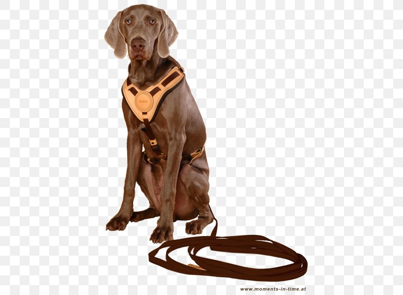 Dog Breed Dog Harness Sporting Group Leash, PNG, 438x600px, Dog Breed, Breed, Carnivoran, Companion Dog, Cooperation Download Free