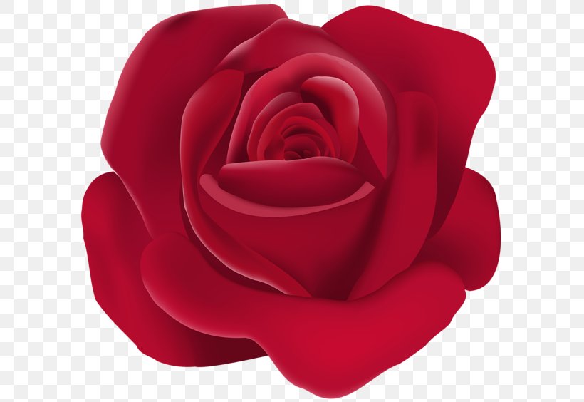 Garden Roses Floribunda Clip Art, PNG, 600x564px, Garden Roses, China Rose, Cut Flowers, Dark, Floribunda Download Free