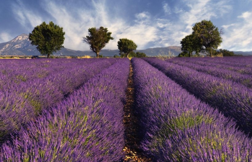 Provence Southern France English Lavender Travel Tourist Destination, PNG, 1401x900px, Provence, Accommodation, Agriculture, Amadeus It Group, Crociera Download Free