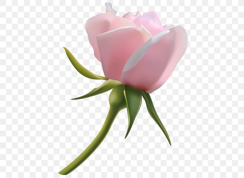 Rose Bud Clip Art, PNG, 471x600px, Rose, Bud, Cut Flowers, Floribunda, Flower Download Free