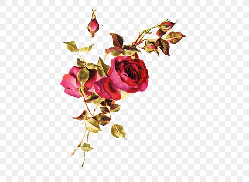 Clip Art Rose Image Golden Moments, PNG, 440x600px, Rose, Art, Branch, Cut Flowers, Flora Download Free