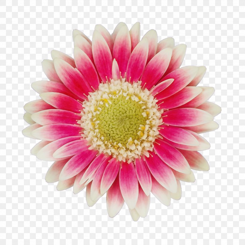 Flower Barberton Daisy Gerbera Petal Pink, PNG, 3000x3000px, Watercolor, Barberton Daisy, Cut Flowers, Daisy Family, Flower Download Free