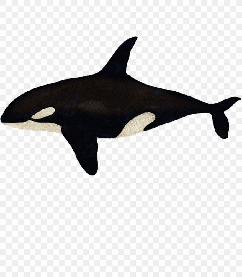 Killer Whale Rough-toothed Dolphin Hoodie Short-beaked Common Dolphin Common Bottlenose Dolphin, PNG, 1200x1371px, Killer Whale, Captive Killer Whales, Cetaceans, Child, Common Bottlenose Dolphin Download Free