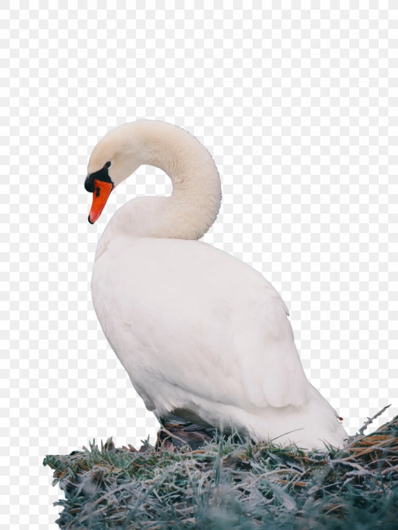 Swans Bird Mobile Phones Desktop Wallpaper Duck, PNG, 1774x2364px, Swans, Beak, Bird, Computer, Duck Download Free