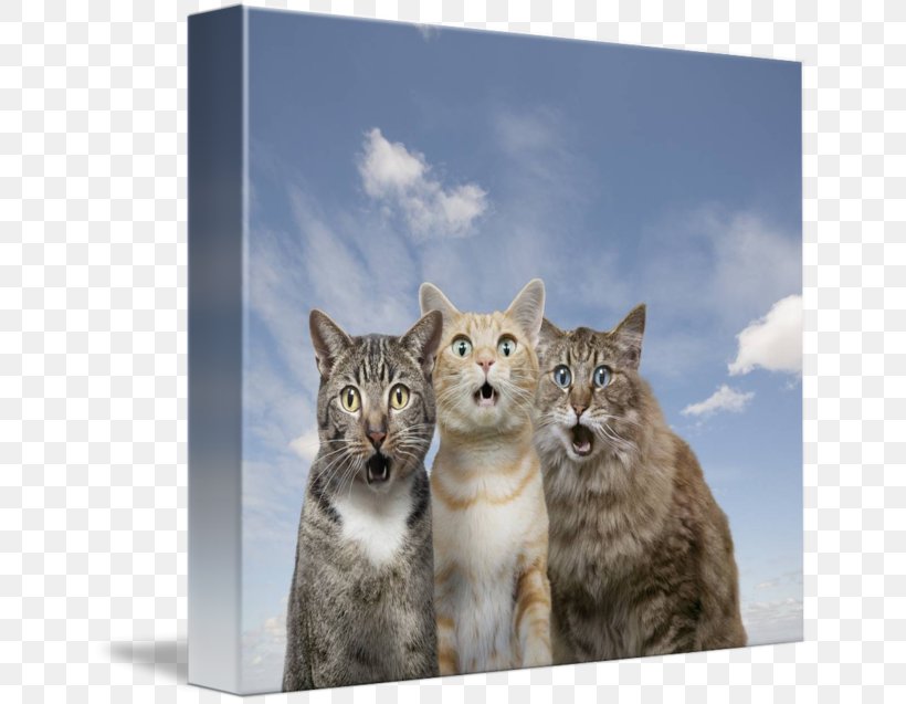 Whiskers Kitten Tabby Cat Wildcat, PNG, 650x637px, Whiskers, Baidu Wangpan, Bobcat, Carnivoran, Cat Download Free