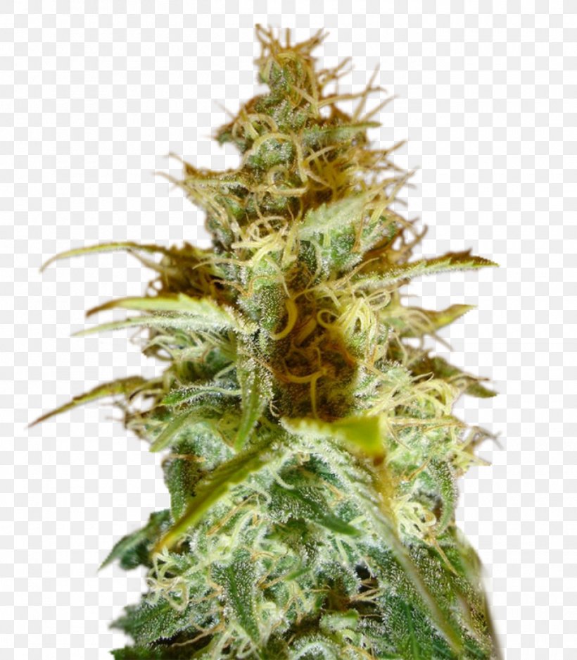 Cannabis Cup White Widow Cannabis Sativa Seed, PNG, 1400x1600px, Cannabis, Cannabis Cup, Cannabis Sativa, Cultivar, Feminized Cannabis Download Free