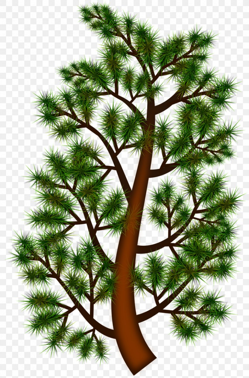 Clip Art: Graphic Borders Image Vector Graphics, PNG, 842x1280px, Clip Art Graphic Borders, American Larch, American Pitch Pine, Balsam Fir, Branch Download Free