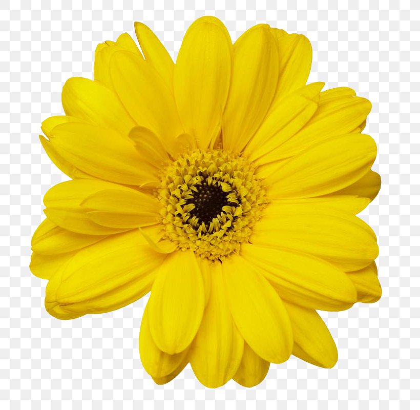 Stock Photography Yellow Royalty-free, PNG, 800x800px, Stock Photography, Black And White, Chrysanths, Color, Common Daisy Download Free
