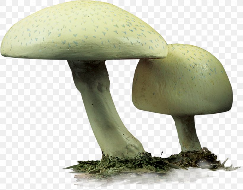 Agaricaceae Edible Mushroom, PNG, 1024x802px, Agaricaceae, Edible Mushroom, Fungus, Mushroom Download Free