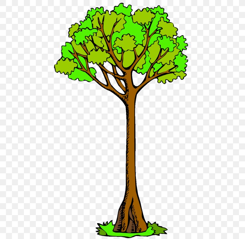 Branch Clip Art Tree Drawing Kauri, PNG, 462x800px, Branch, Artwork, Canopy, Cartoon, Drawing Download Free